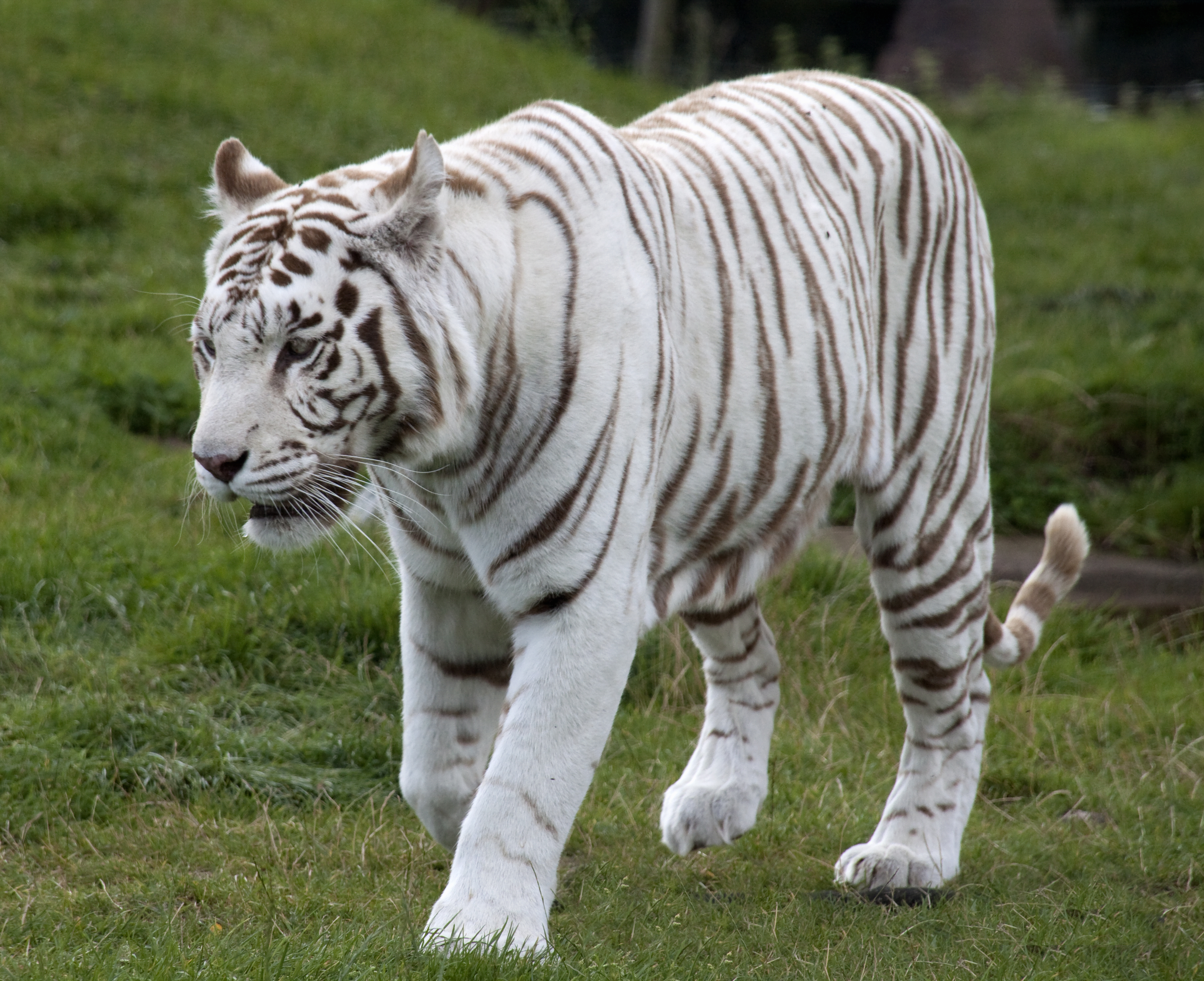 Worlds First Tiger Safari Dedicated To White Tigers Thrown Open To Public In Madhya Pradesh