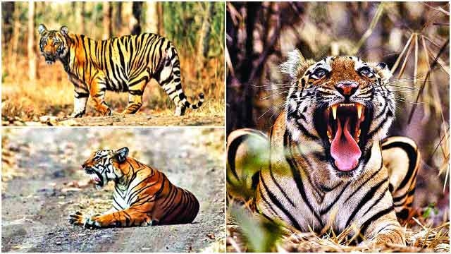 Tigers Roar At The Undiscovered Tipeshwar Wildlife Sanctuary Of Maharashtra