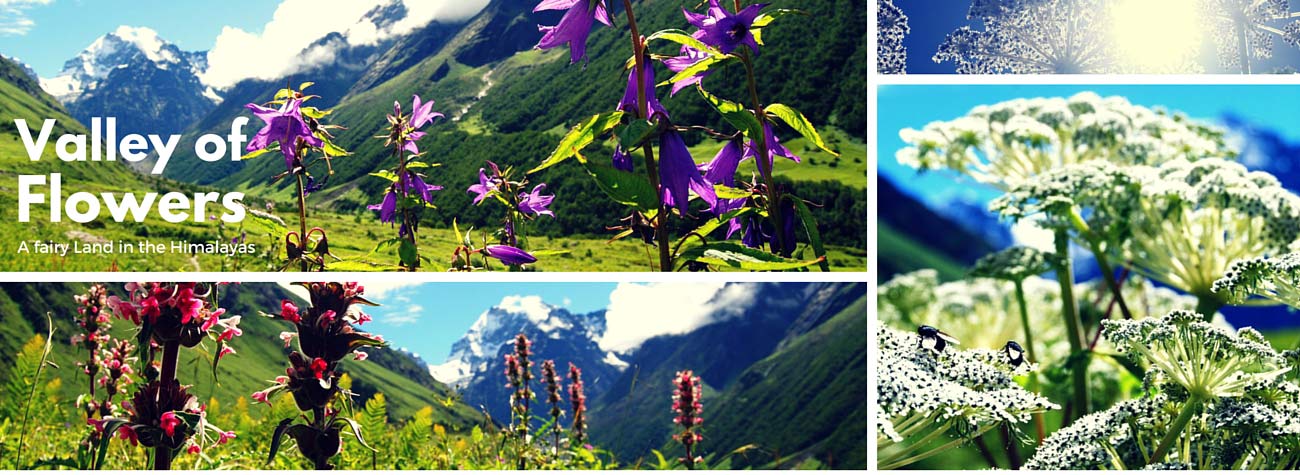 Valley of Flowers Have Been Thrown Open To Tourist This Year