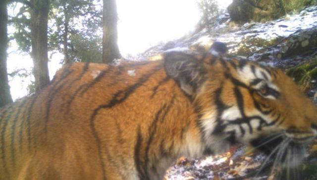 A Tiger Gives Surprise Visit To The Upper Reaches Of Uttarakhand