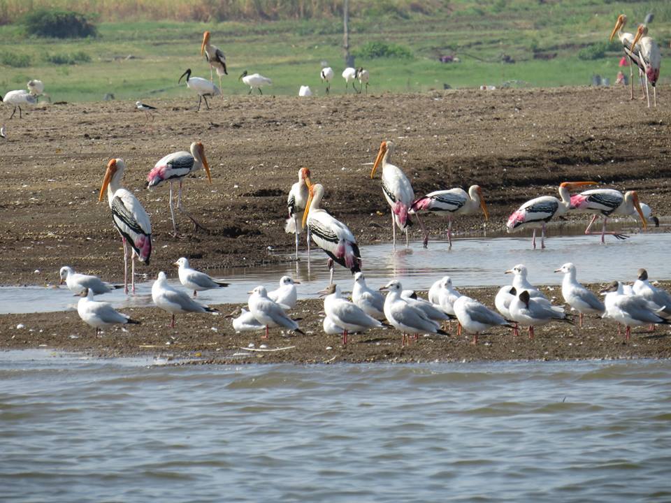 7 Places Allotted For The Spring Bird Festival Across Uttarakhand