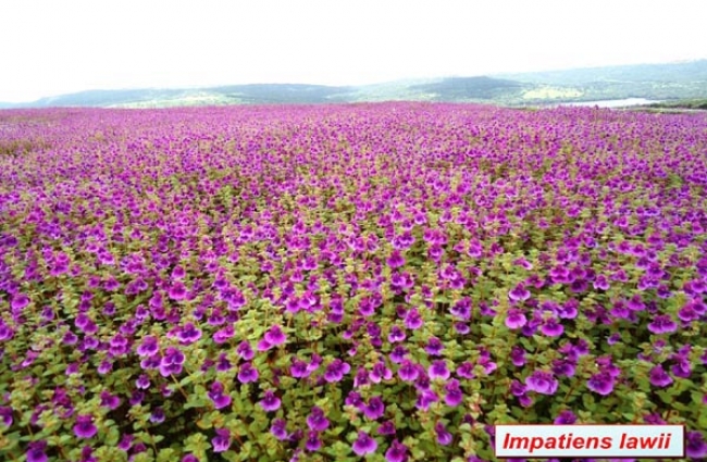 Number Of People Visiting Kaas Plateau Restricted to Only 3000