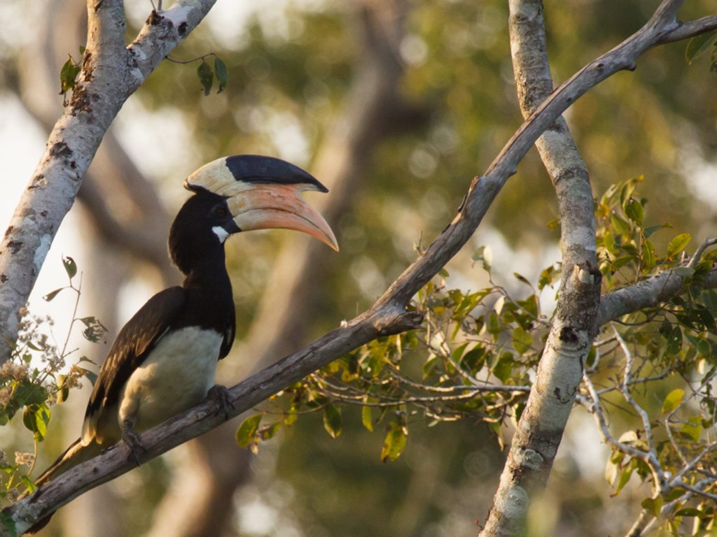 The First Bird Festival of Goa Left The Visitors Mesmerized