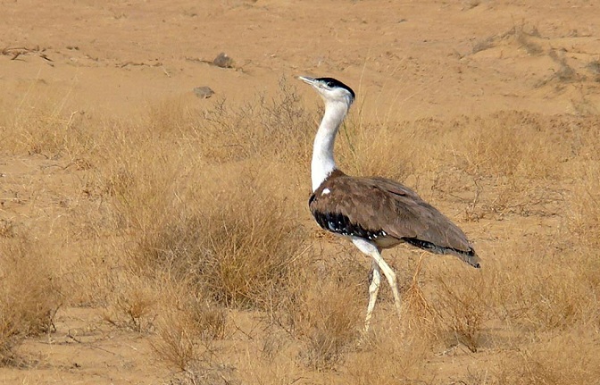 The Birth Of 11 Great Indian Bustards Was Witnessed In Desert National Park (DNP) Of Jaisalmer