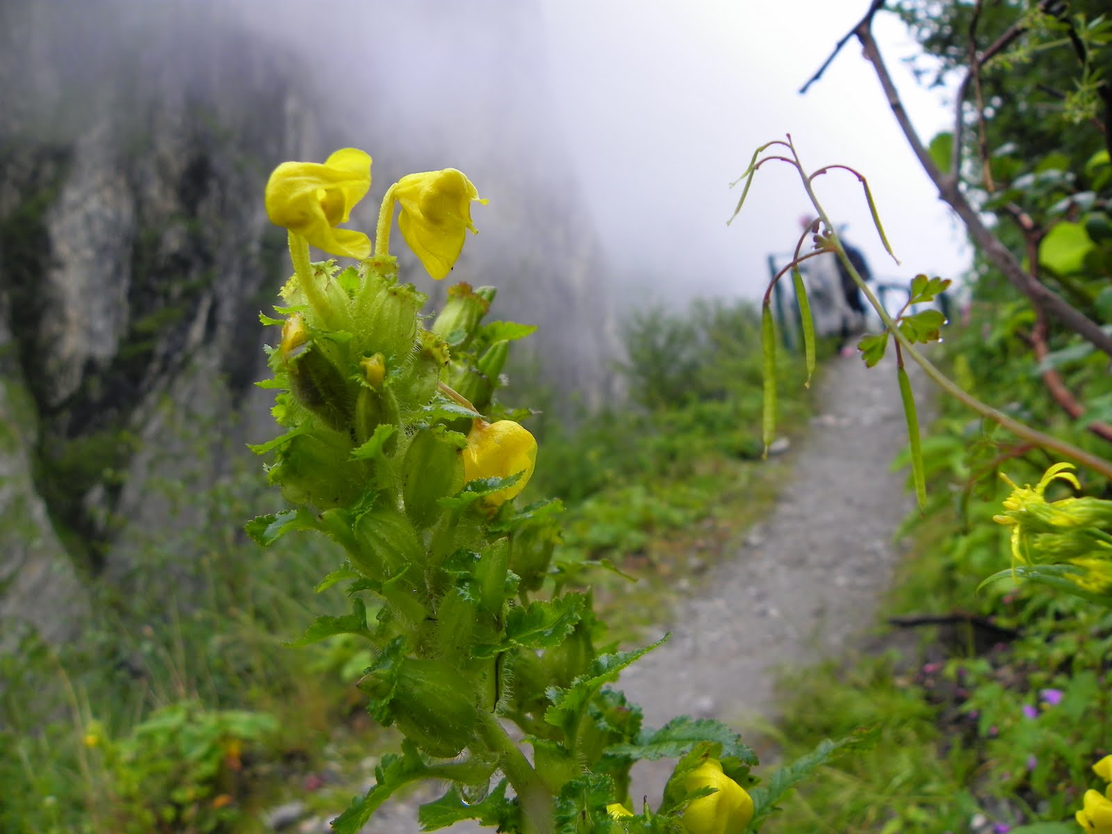 Backpackers Trip to Kaas Plateau  img